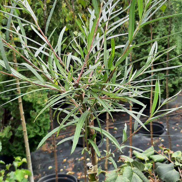 Wierzba purpurowa 'Nana'