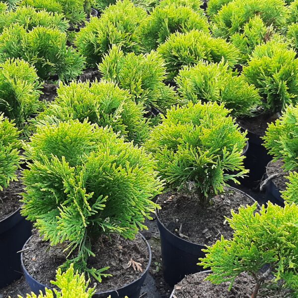 Żywotnik zachodni 'Mirjam'