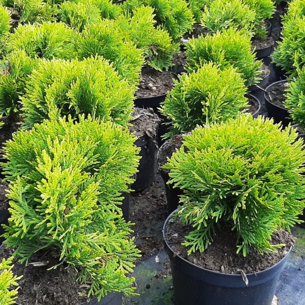 Żywotnik zachodni 'Mirjam'