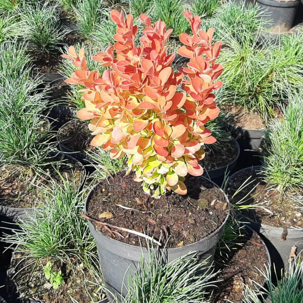 Berberys Thunberga 'Orange Ice'