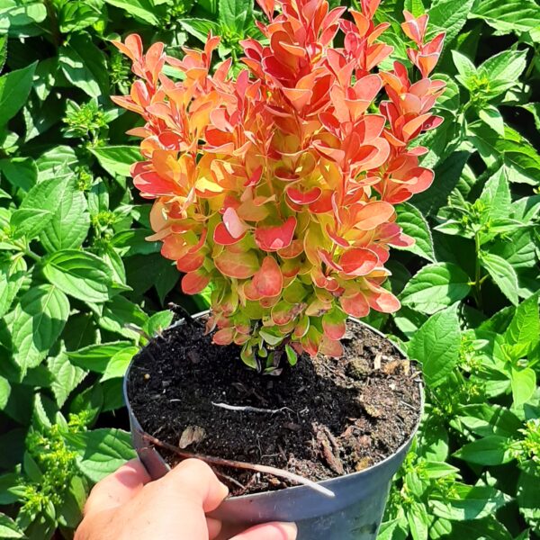 Berberys Thunberga 'Orange Ice'