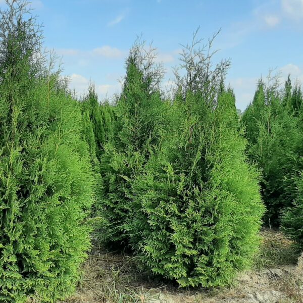 Żywotnik zachodni 'Brabant'