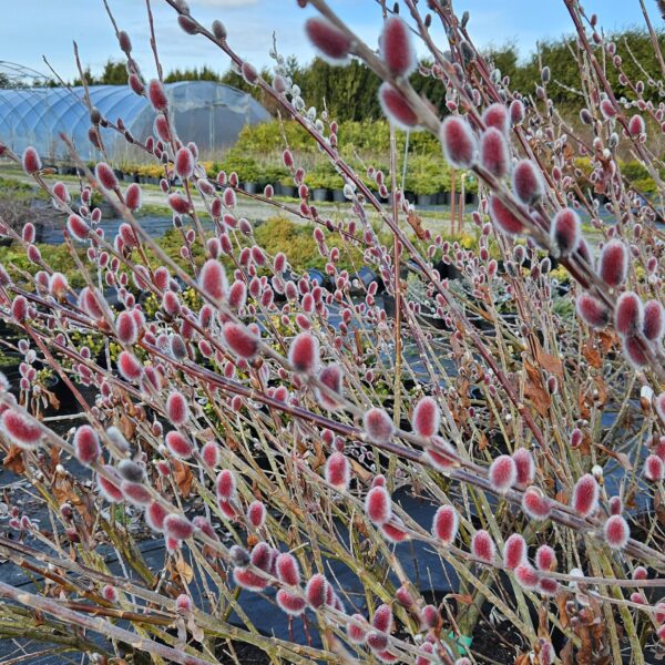 Wierzba smukłoszyjkowa 'Mt Aso'