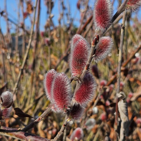 Wierzba smukłoszyjkowa 'Mt Aso'