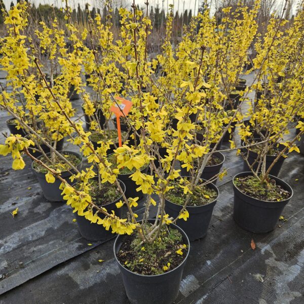 Forsycja 'Goldrausch'