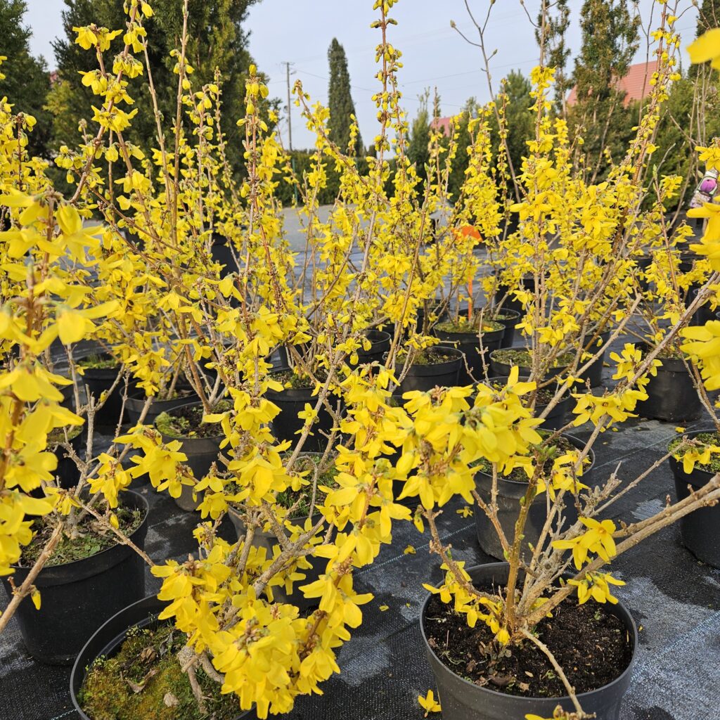 Forsycja 'Goldrausch'