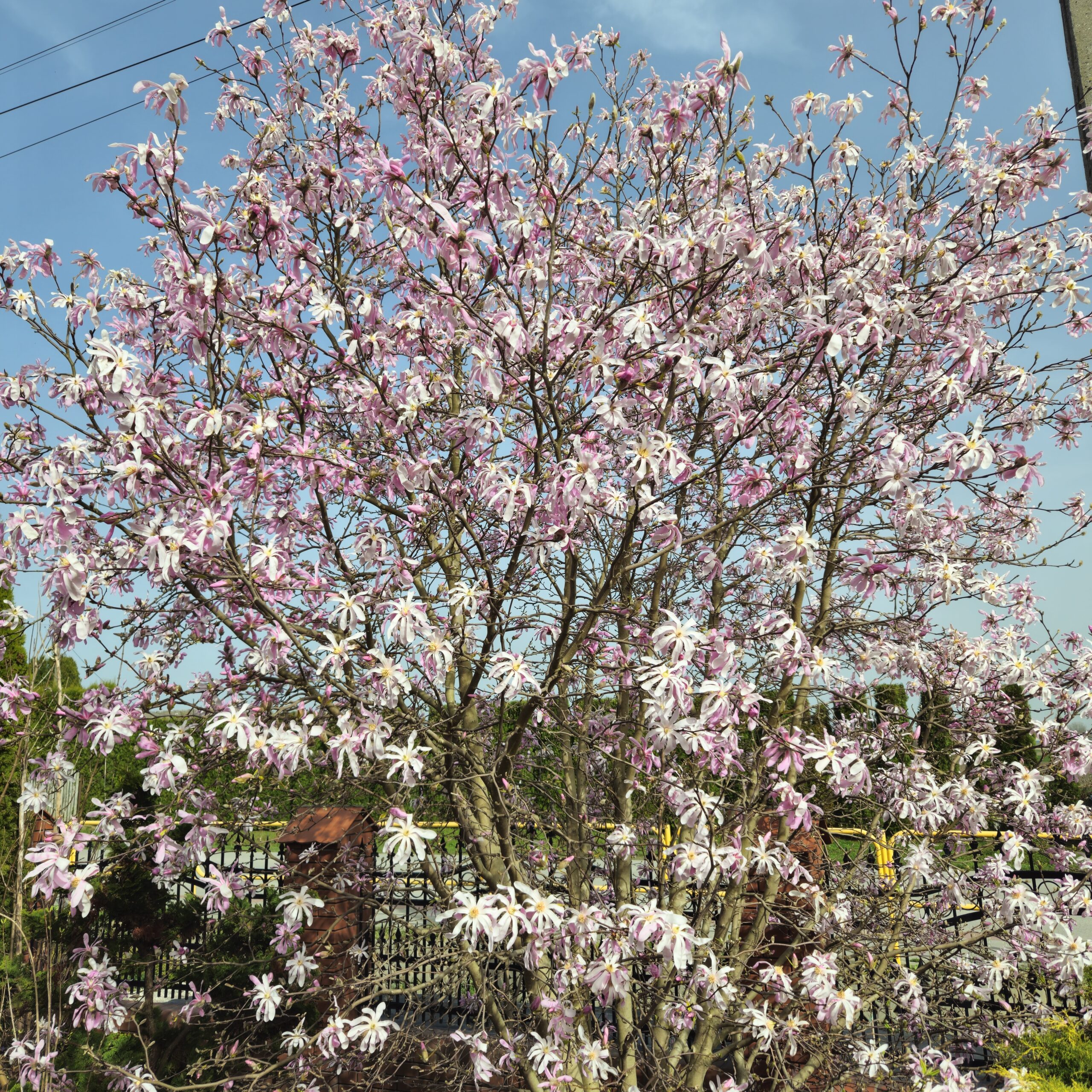 Magnolia gwiaździsta 'Rosea'