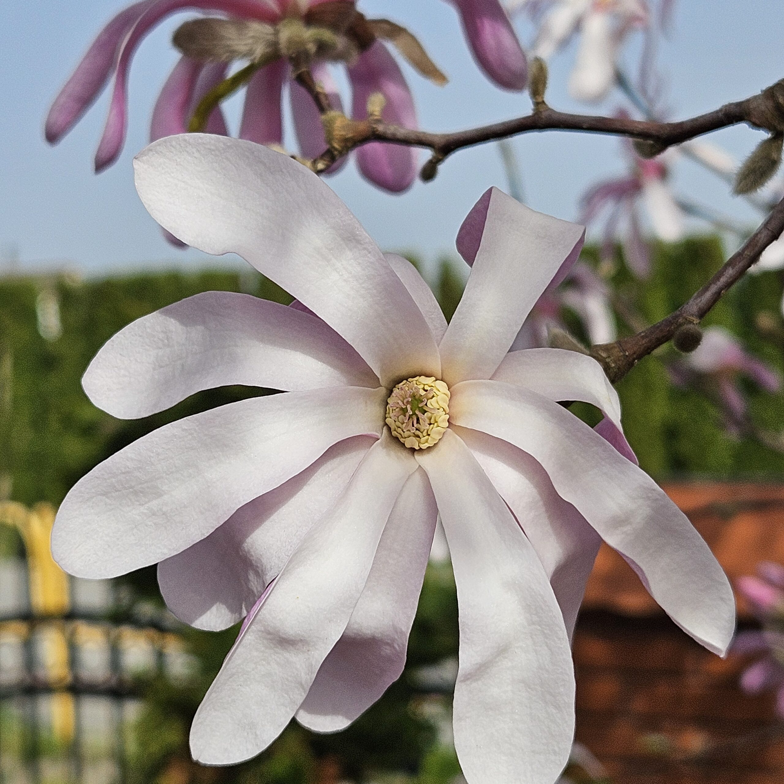 Magnolia gwiaździsta 'Rosea'
