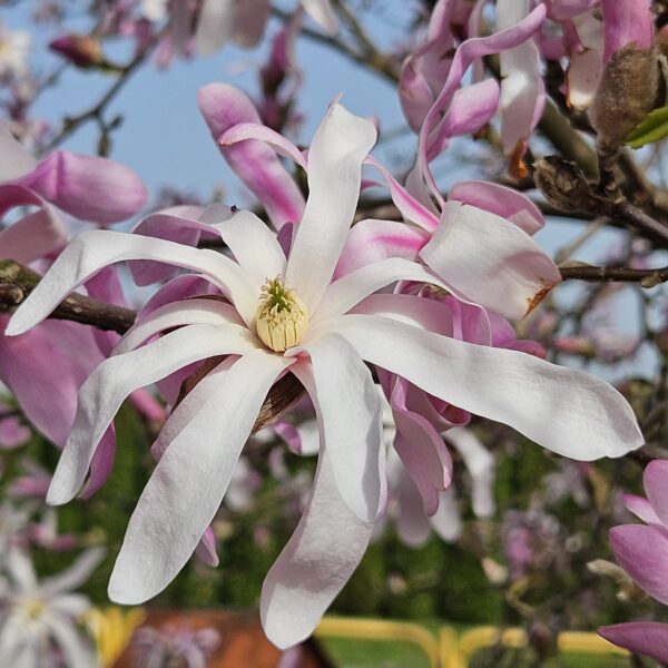 Magnolia gwiaździsta 'Rosea'