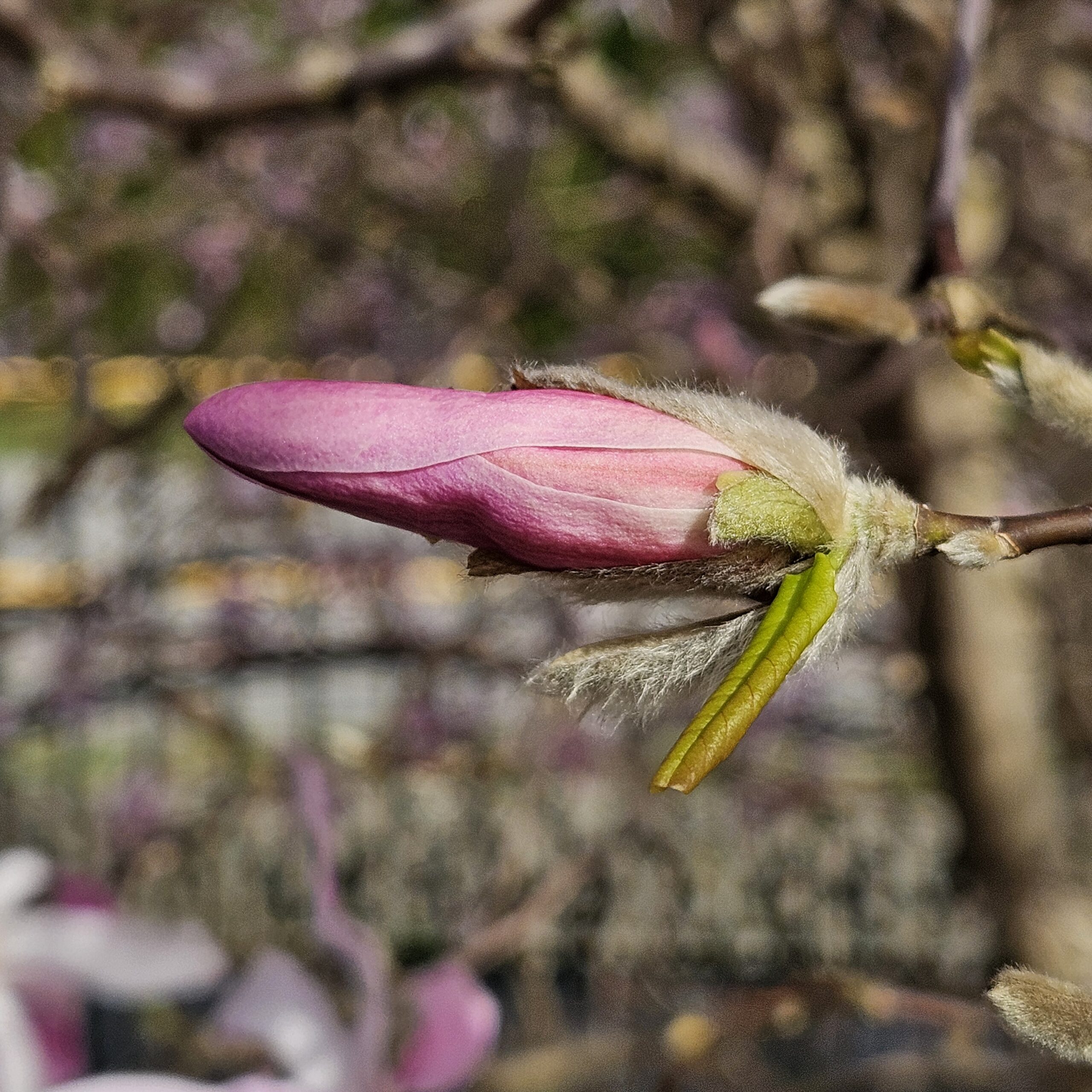Magnolia gwiaździsta 'Rosea'