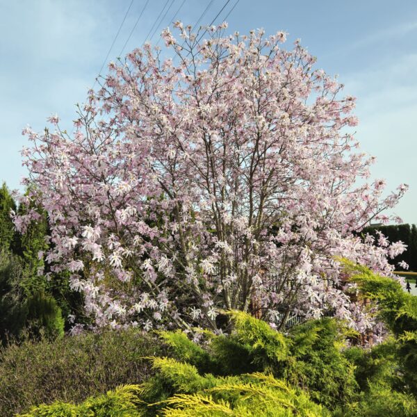Magnolia gwiaździsta 'Rosea'