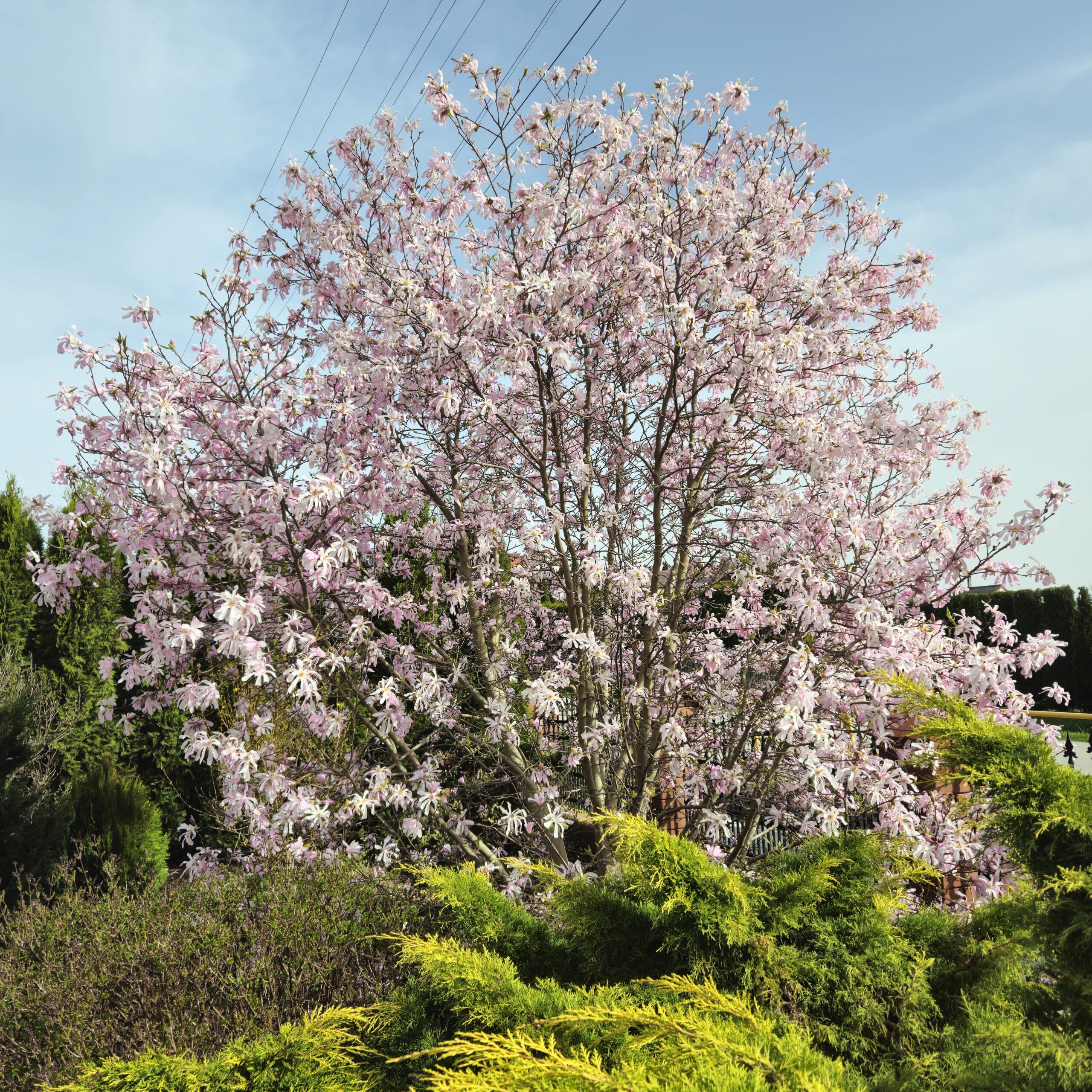 Magnolia gwiaździsta 'Rosea'