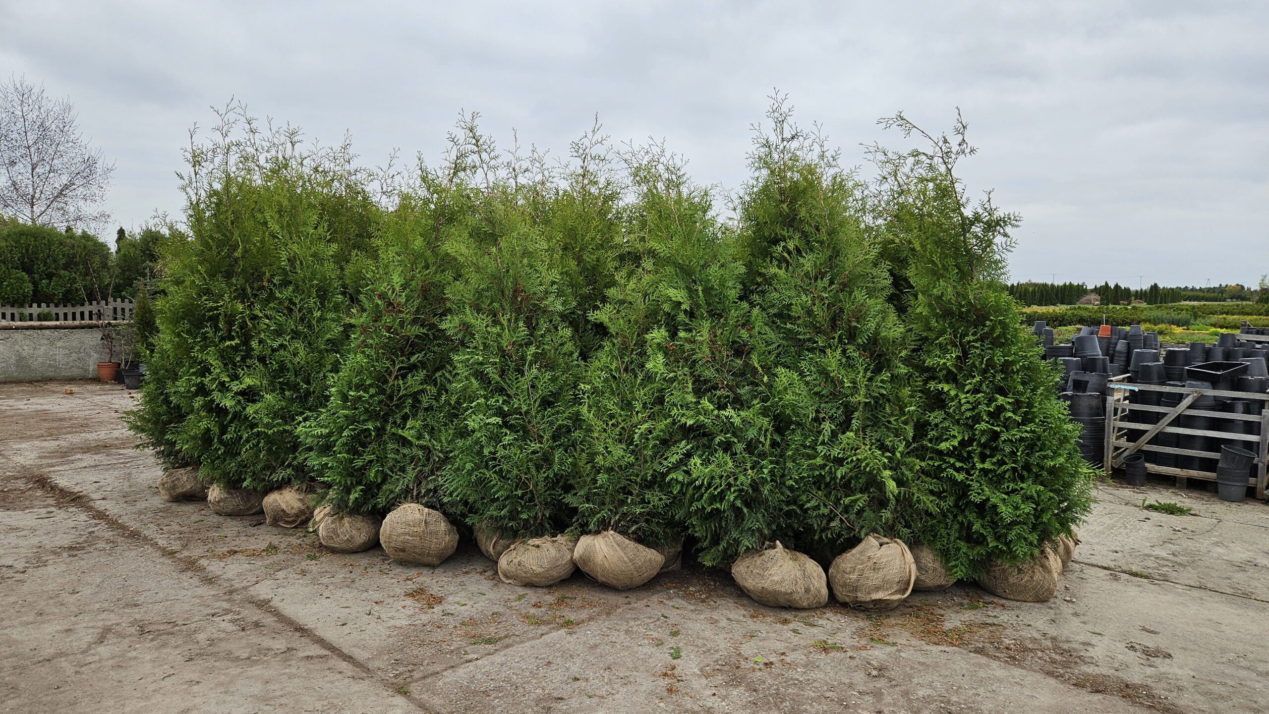 Żywotnik zachodni 'Brabant'