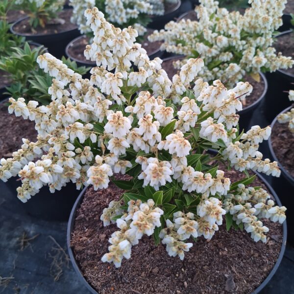 Pieris japoński 'Prelude'