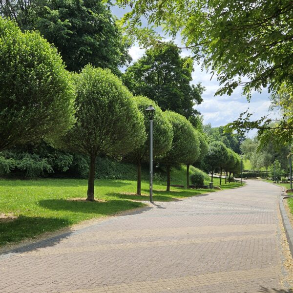 Wiśnia osobliwa 'Umbraculifera'