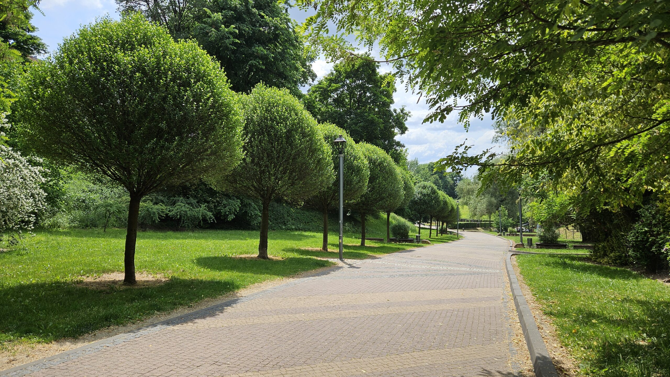 Wiśnia osobliwa 'Umbraculifera'