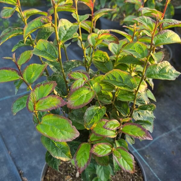 Parocja perska PERSIAN SPIRE