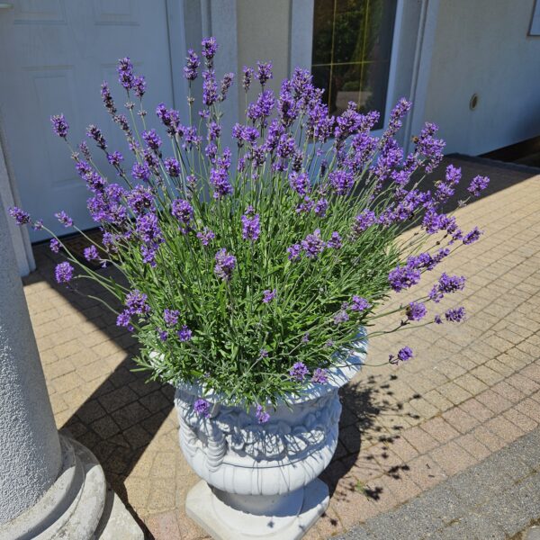 Lawenda wąskolistna