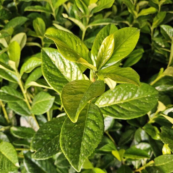 Laurowiśnia wschodnia Novita