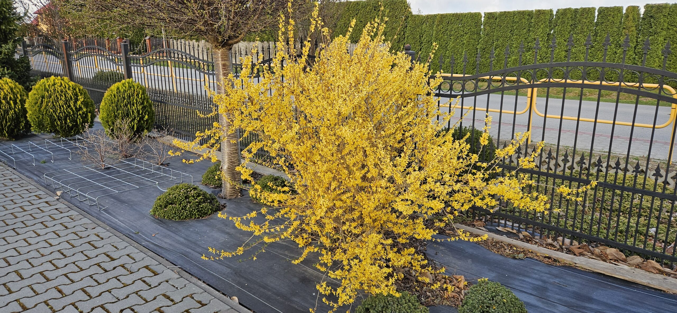 Forsycja 'Goldrausch'