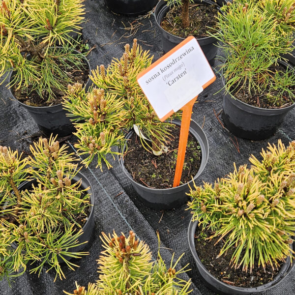 Sosna kosodrzewina 'Carsten'