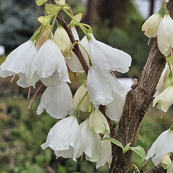 Ośnieża karolińska