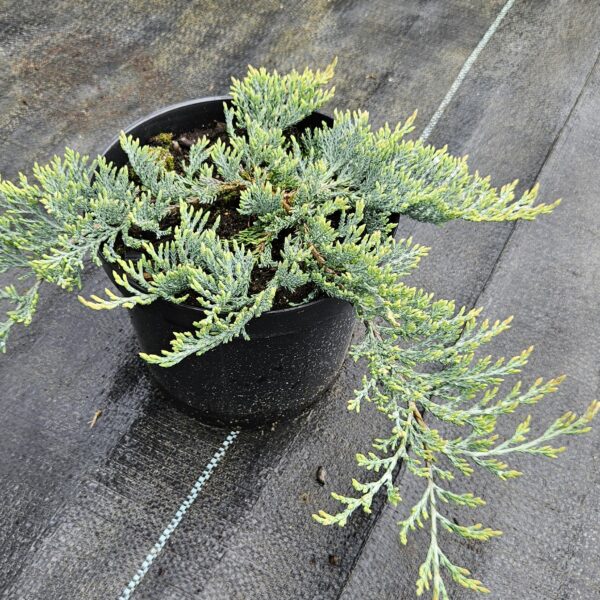 Jałowiec płożący 'Glacier'