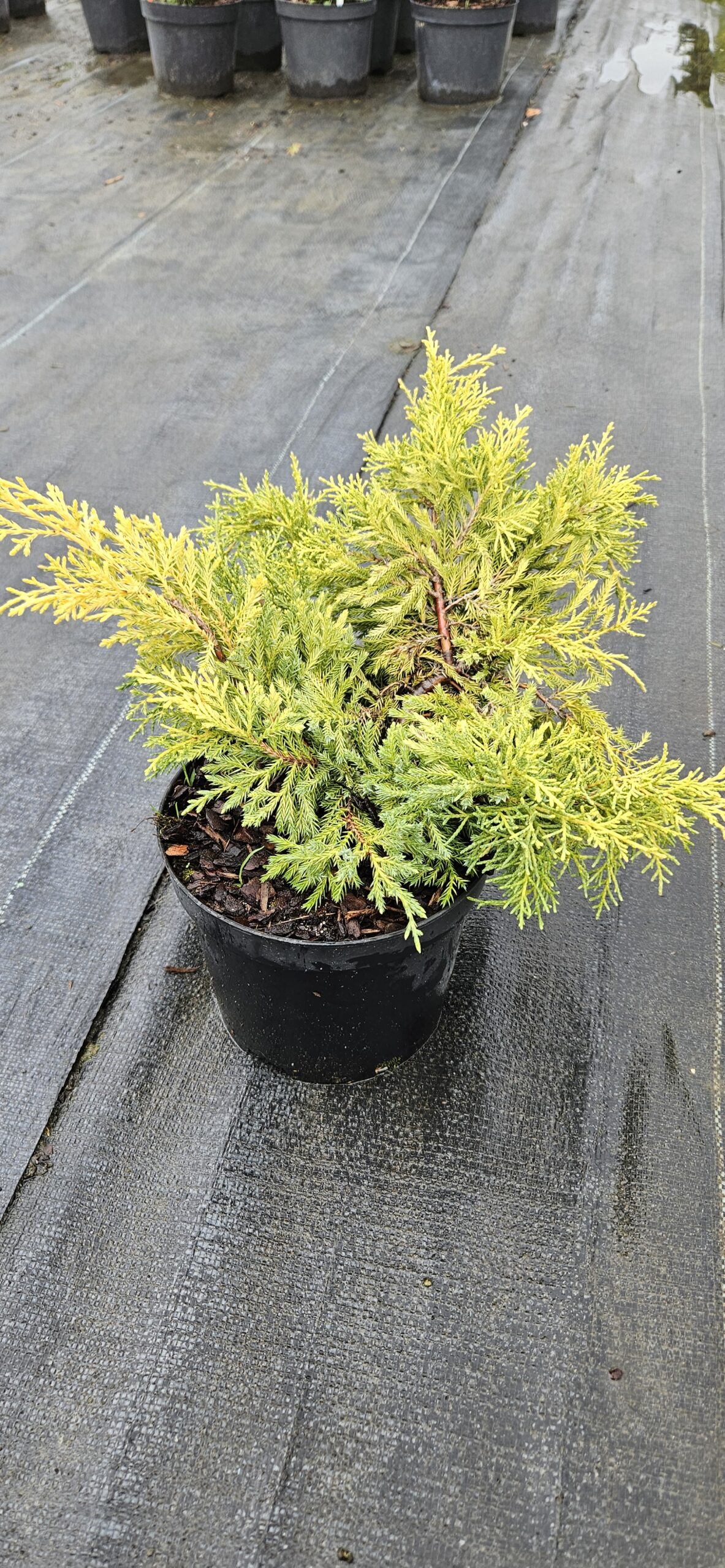 Jałowiec Pfitzera 'Gold Star'