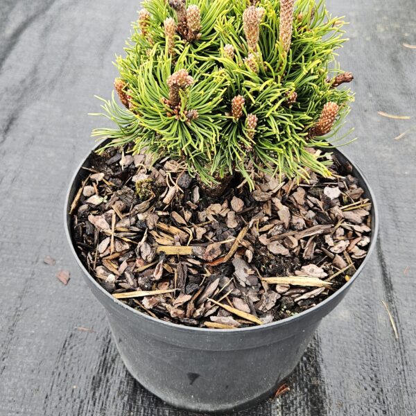 Sosna kosodrzewina 'Picobello'