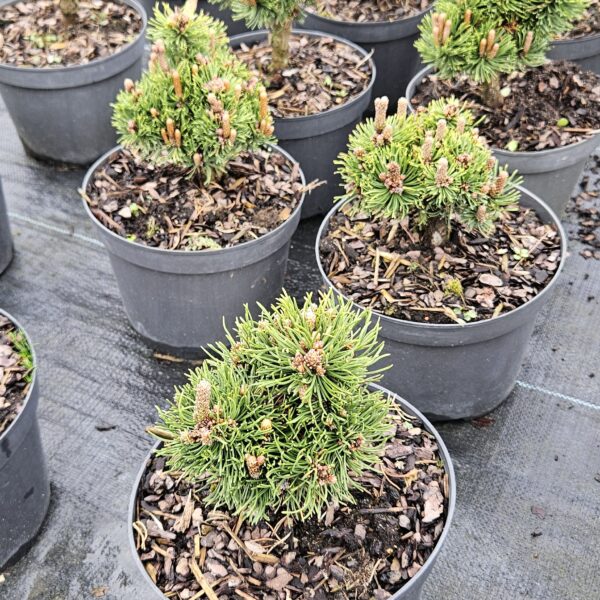 Sosna kosodrzewina 'Picobello'