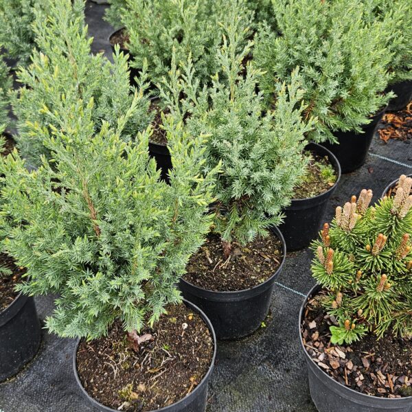 Jałowiec chiński 'Stricta’ Jałowiec chiński 'Stricta'