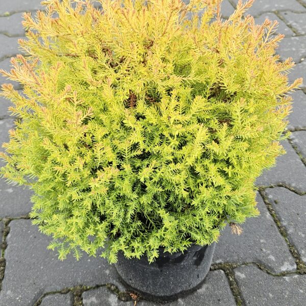 Żywotnik (tuja) Rheingold