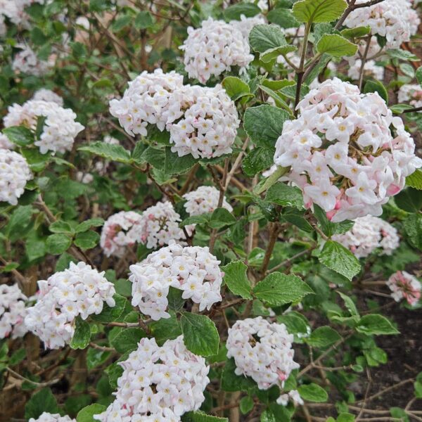 Kalina koreańska 'Aurora'