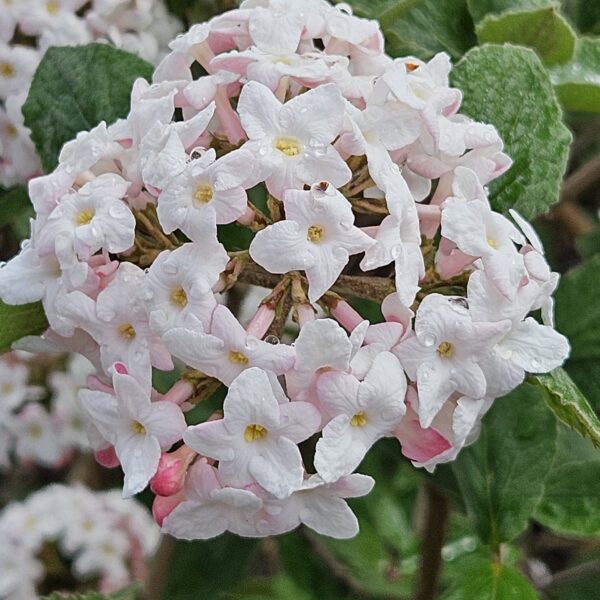 Kalina koreańska 'Aurora'