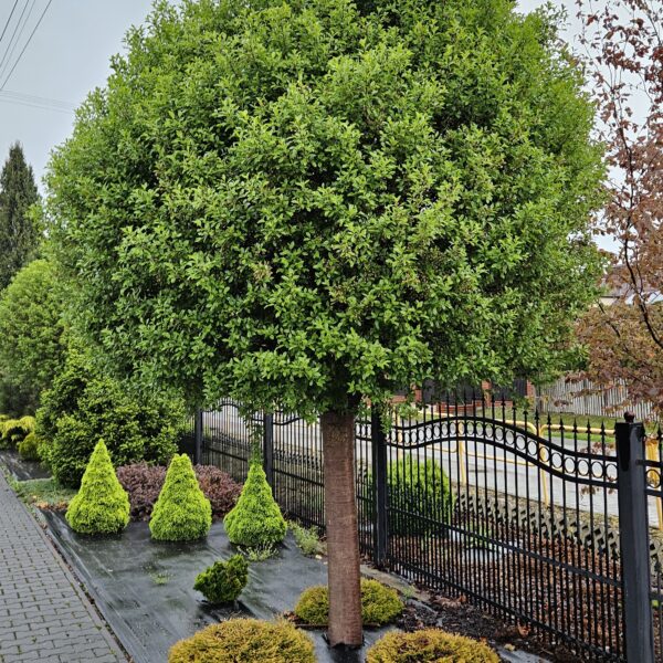 Wiśnia osobliwa 'Umbraculifera'