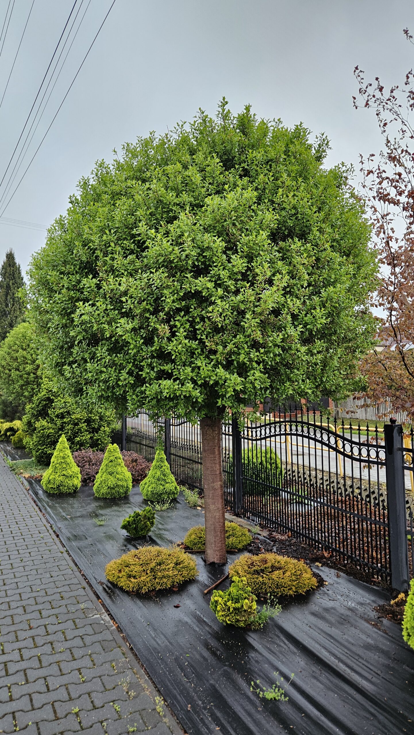 Wiśnia osobliwa 'Umbraculifera'