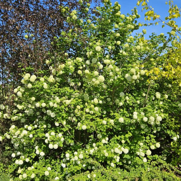 Kalina koralowa 'Roseum'