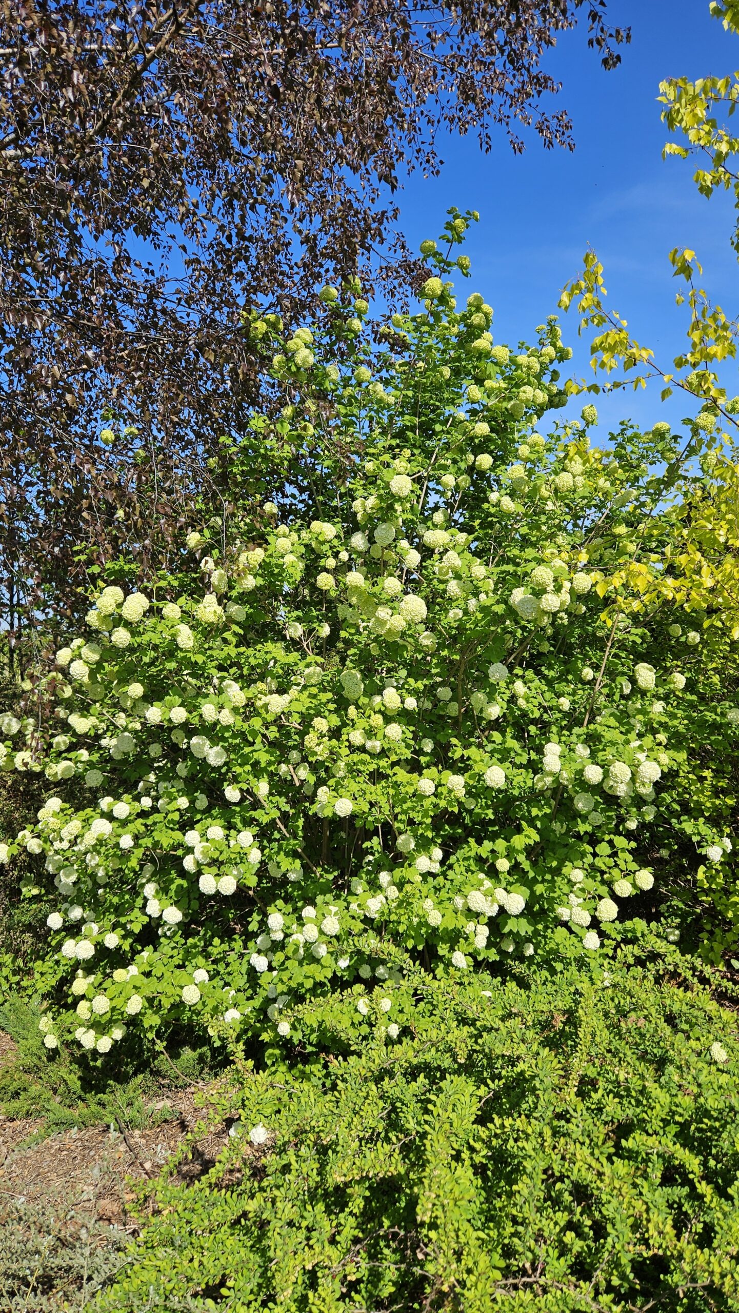 Kalina koralowa 'Roseum'