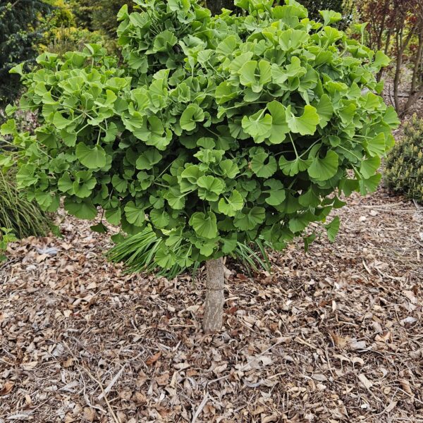 Miłorząb dwuklapowy Mariken