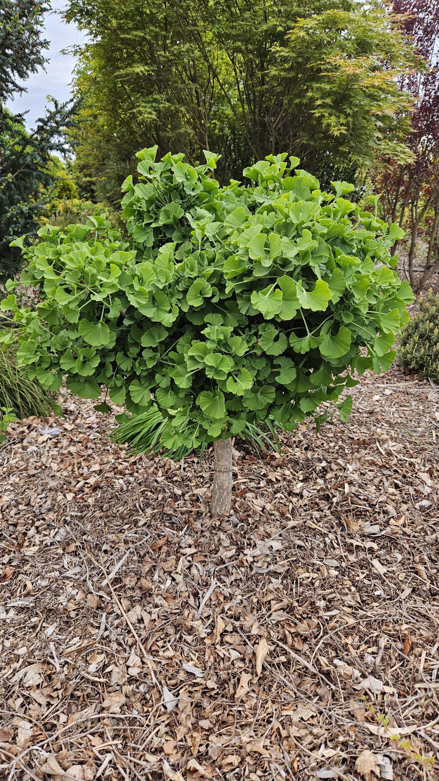 Miłorząb dwuklapowy Mariken