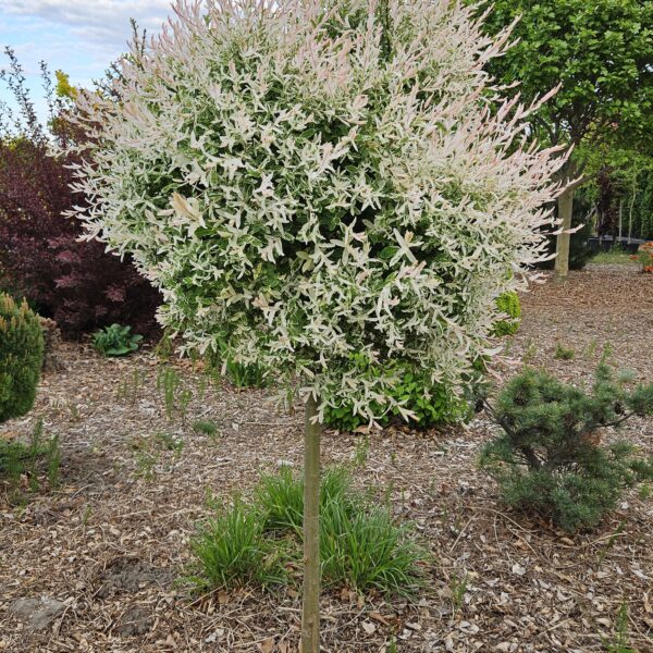 Wierzba całolistna 'Hakuro-nishiki'