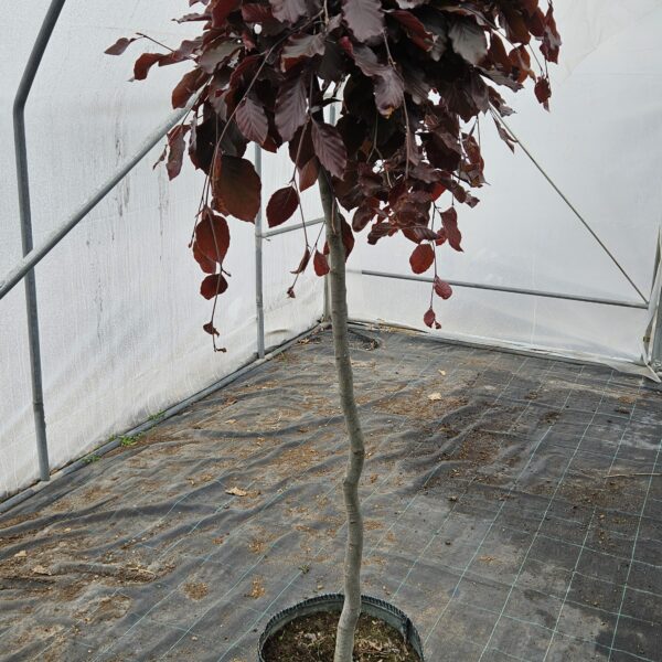 Buk pospolity 'Purpurea Pendula'