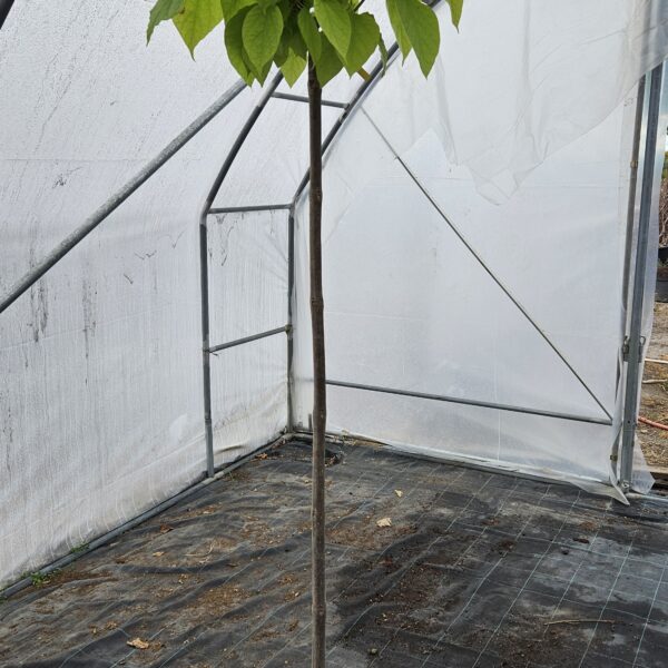 Surmia bignoniowa 'Aurea'