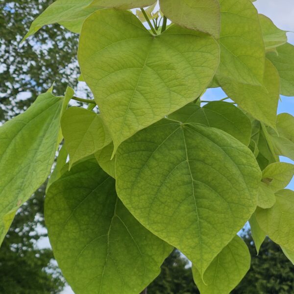 Surmia bignoniowa 'Aurea'