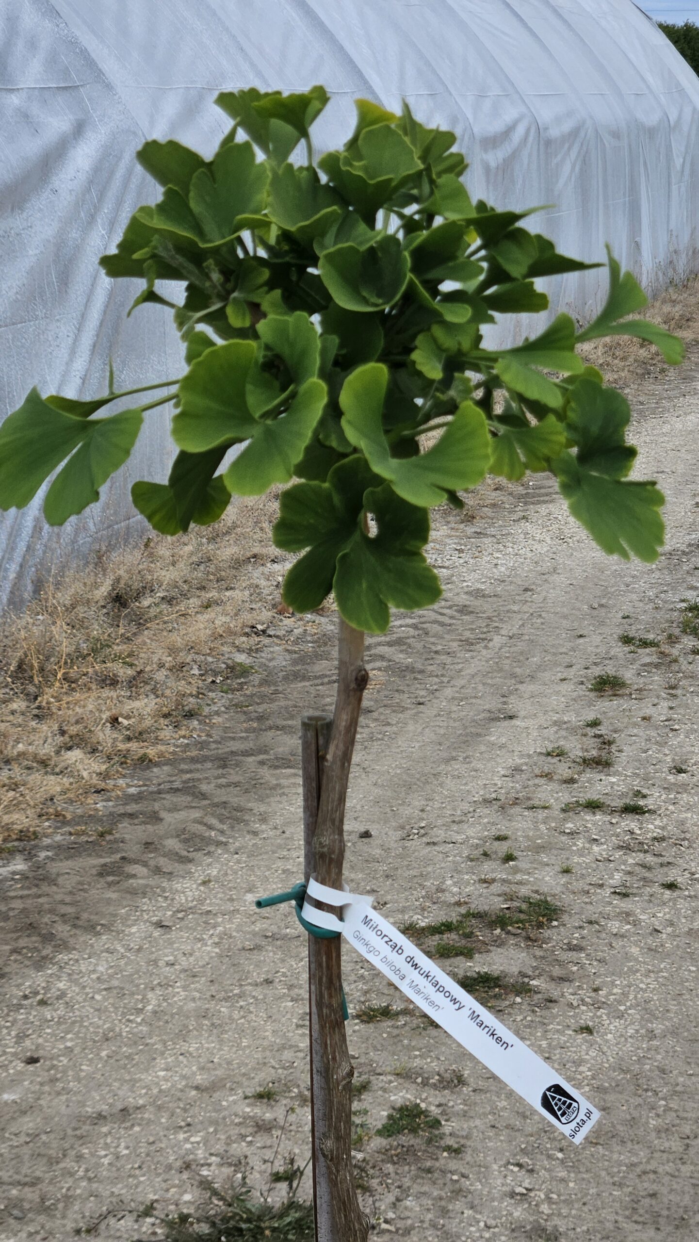 Miłorząb dwuklapowy Mariken