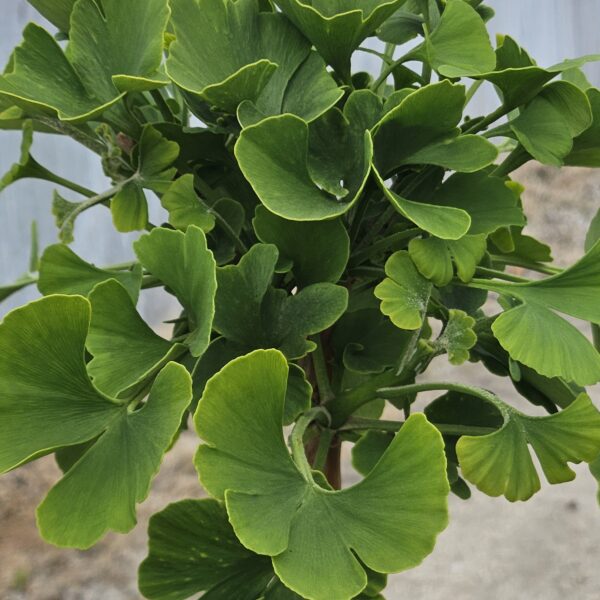 Miłorząb dwuklapowy Mariken