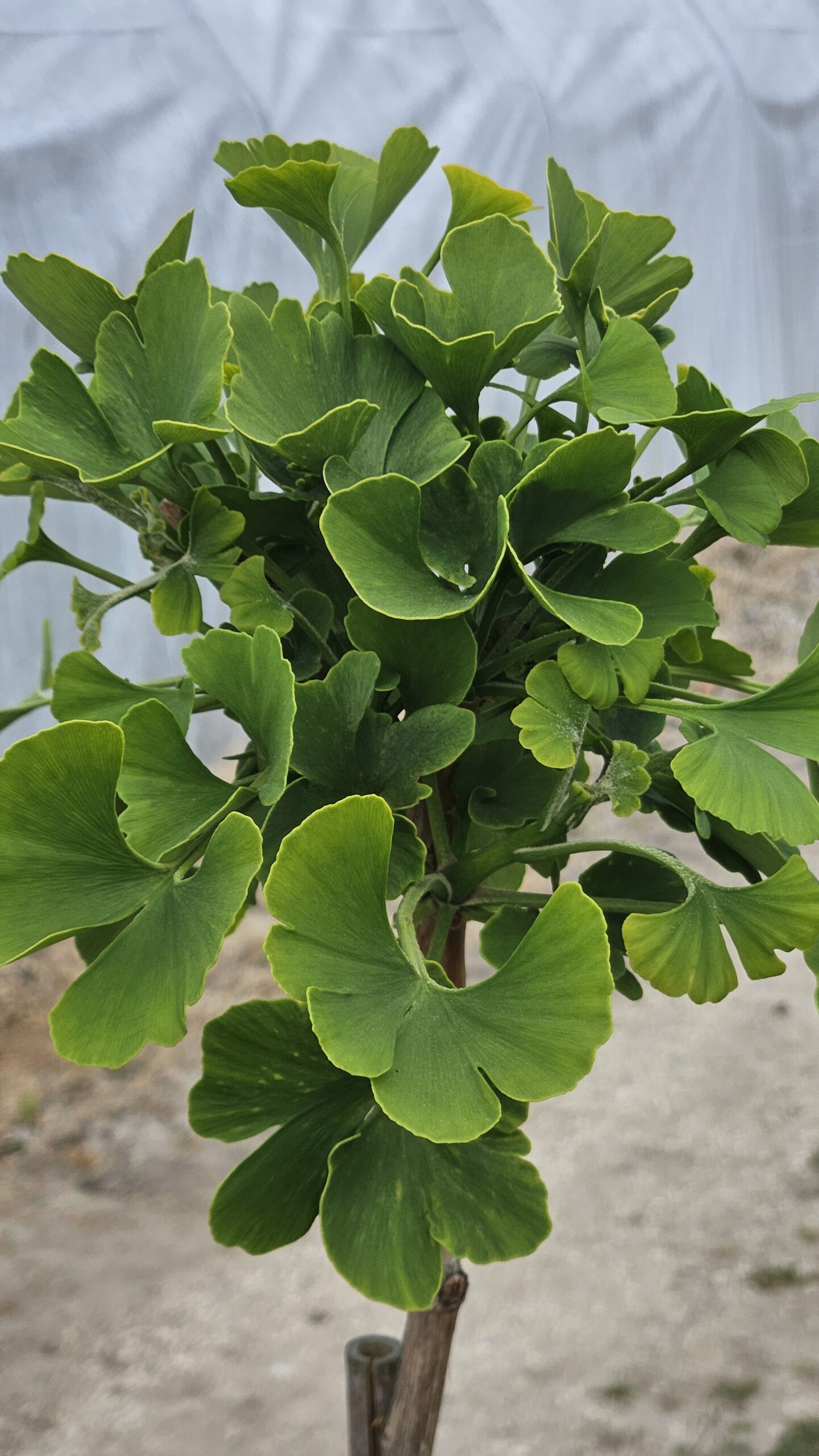 Miłorząb dwuklapowy Mariken