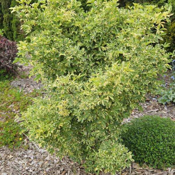 Kolcosił Siebolda 'Variegatus'