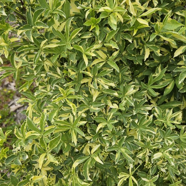 Kolcosił Siebolda 'Variegatus'