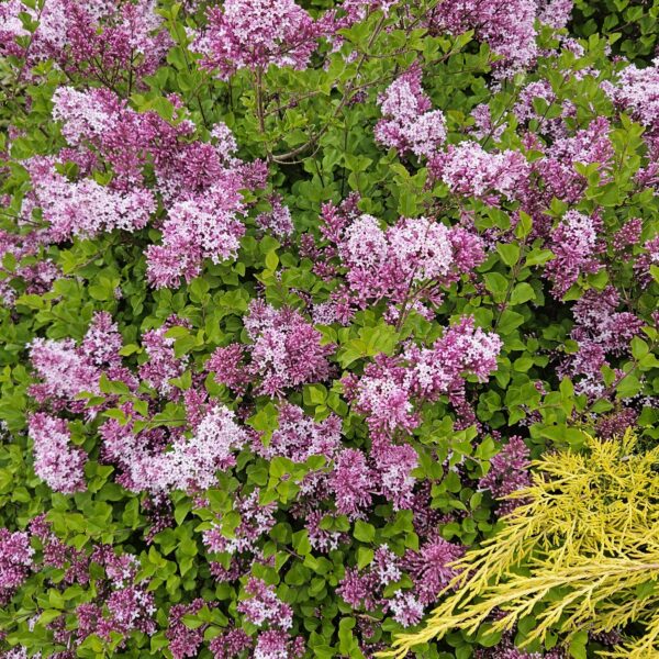 Lilak Meyera 'Palibin'